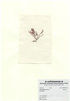 藏品(長枝沙菜)的圖片